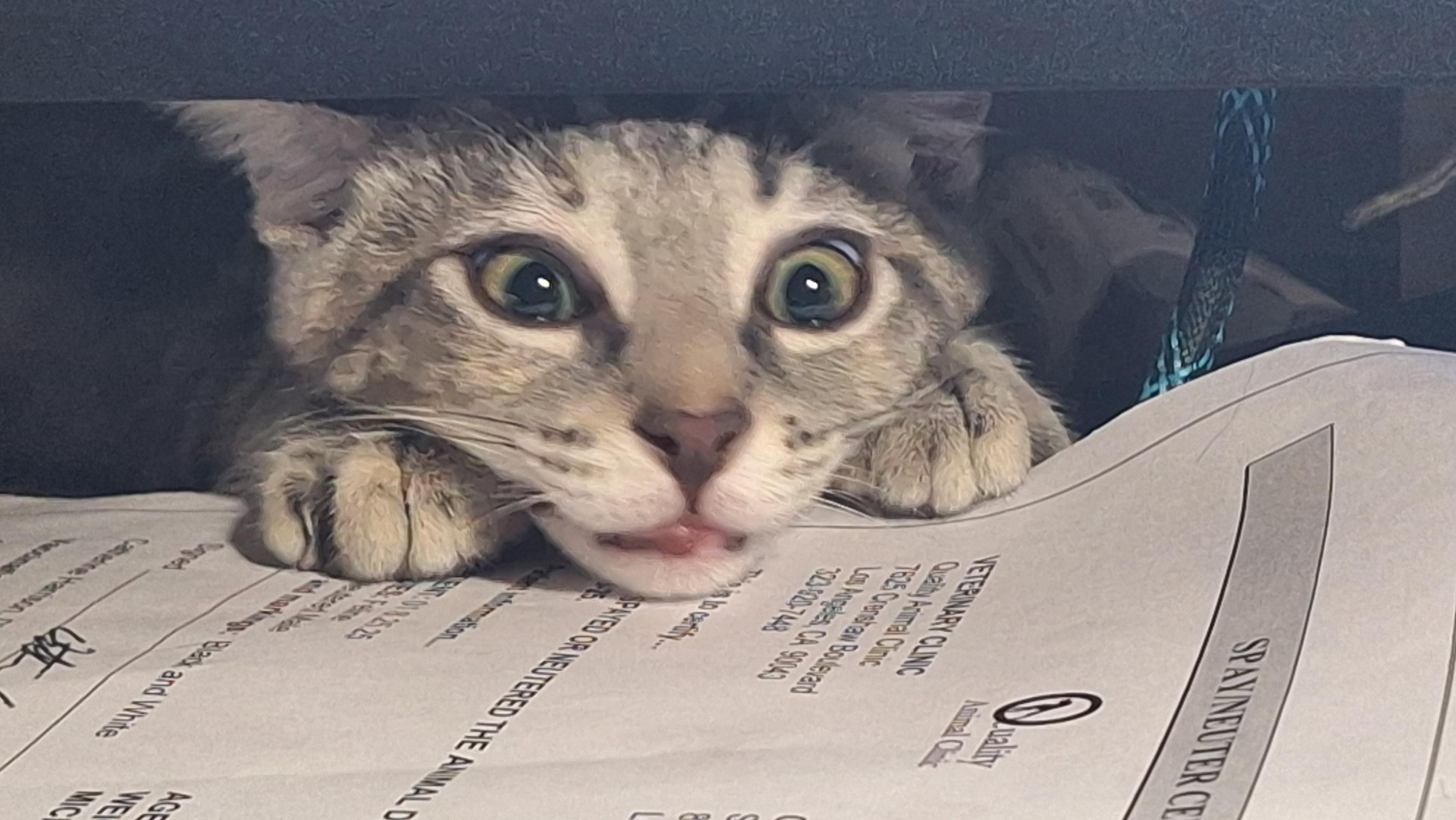 Enlarge Jennifer Juniper, a Adoptable Domestic Short Hair in Santa Monica, CA image 2/5