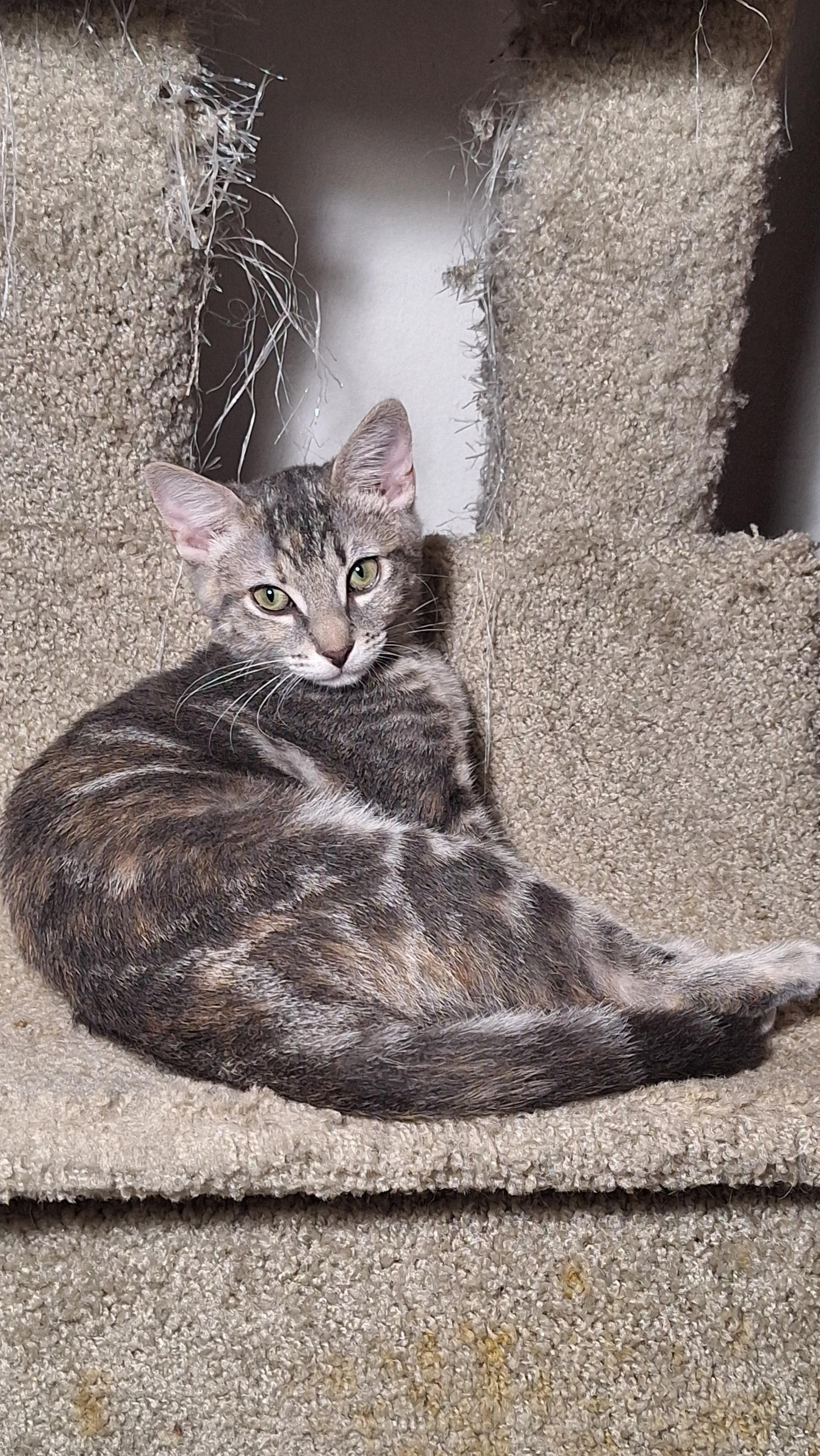 Jennifer Juniper, Adoptable, Kitten Female Domestic Short Hair.