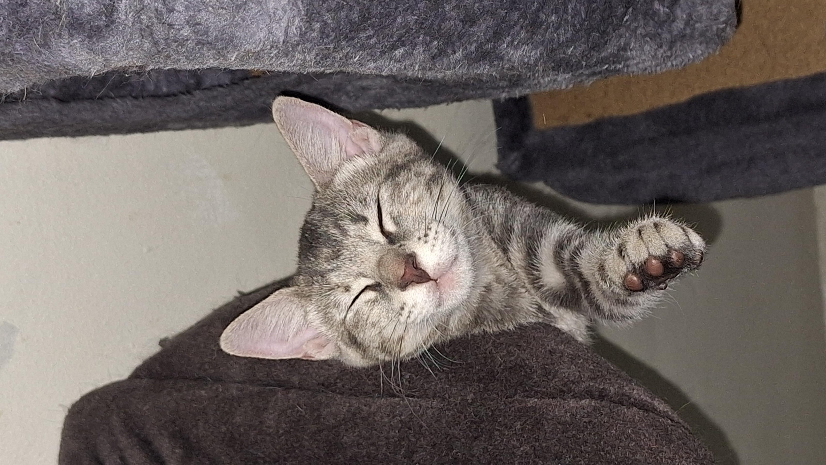 Enlarge Jennifer Juniper, a Adoptable Domestic Short Hair in Santa Monica, CA image 4/5