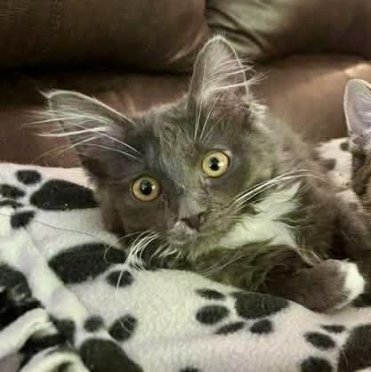 Cherokee, a ADOPTABLE Domestic Long Hair in Memphis, TN image 2/4
