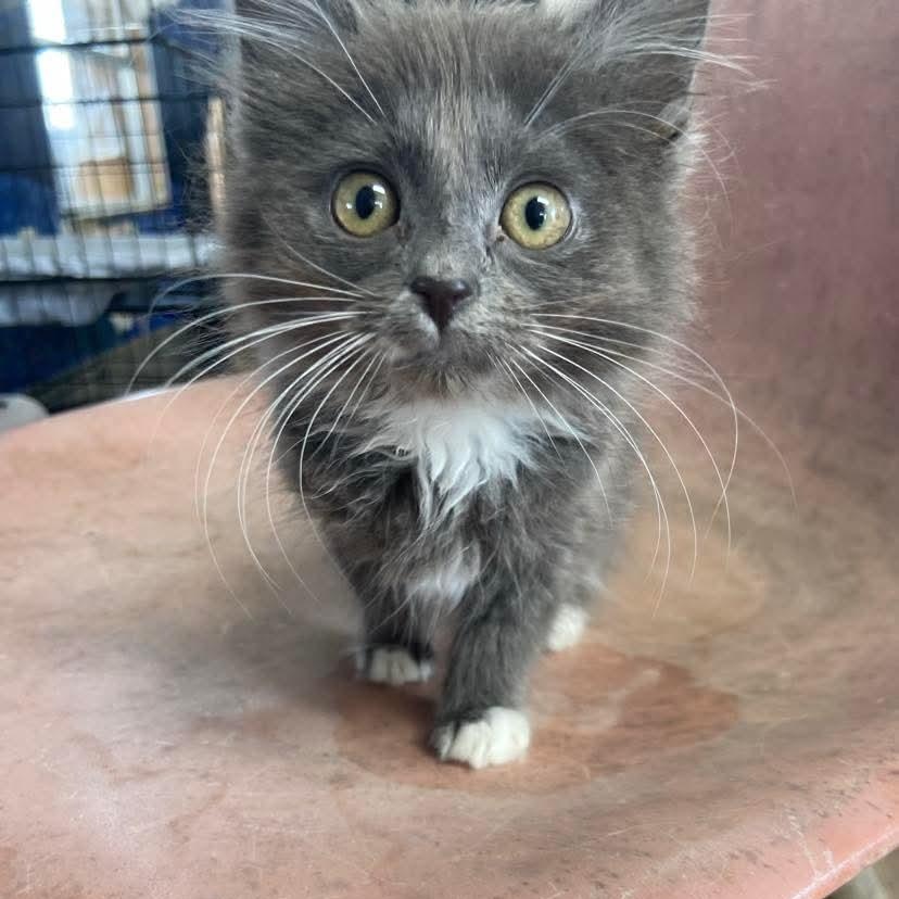 Cherokee, a ADOPTABLE Domestic Long Hair in Memphis, TN image 3/4