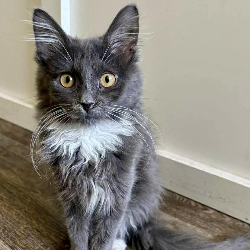 Cherokee, ADOPTABLE, Kitten Female Domestic Long Hair.