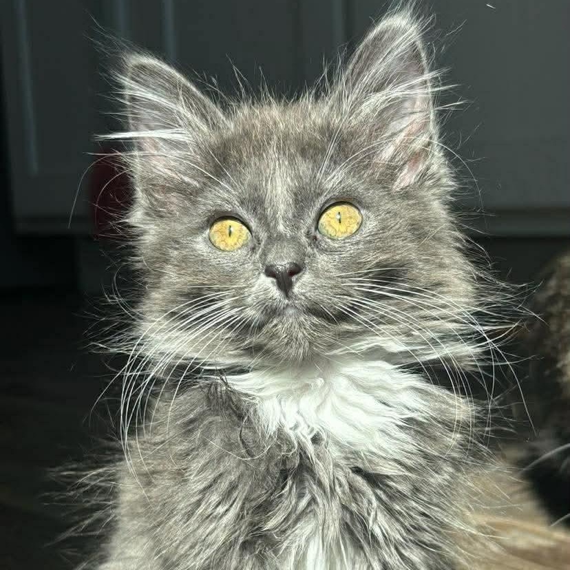 Cherokee, a ADOPTABLE Domestic Long Hair in Memphis, TN image 4/4