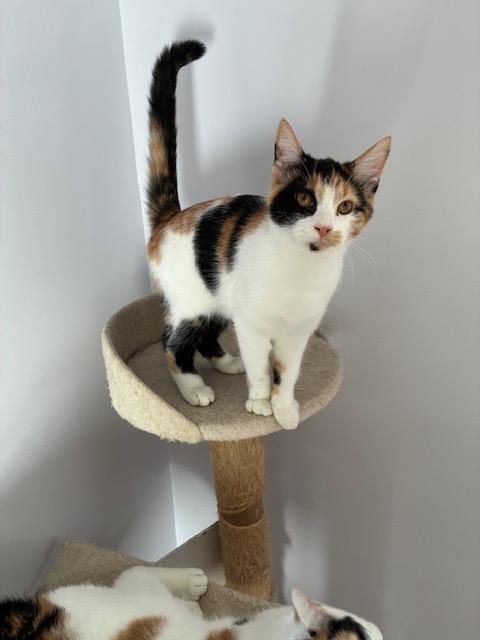 Sweet Potato, Adoptable, Young Female Domestic Short Hair.