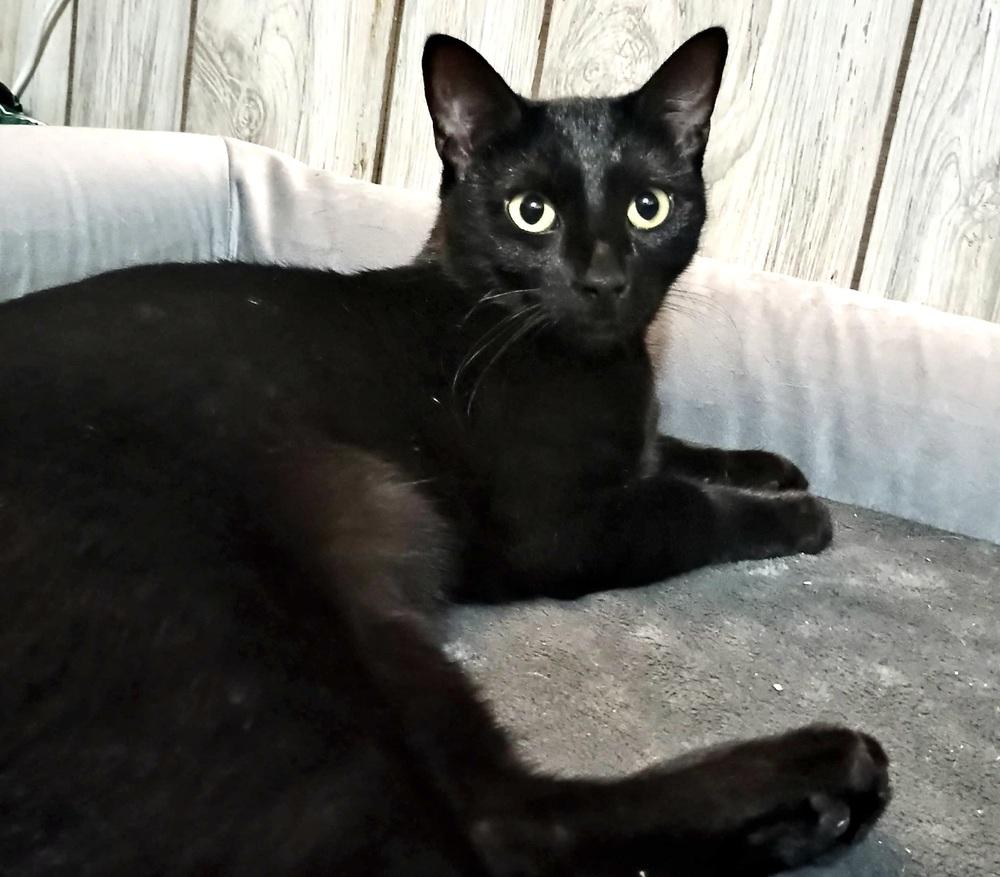 Enlarge Remy, a Adoptable Domestic Short Hair in Patchogue, NY image 1/6