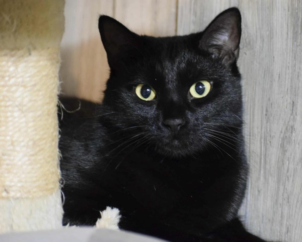 Enlarge Remy, a Adoptable Domestic Short Hair in Patchogue, NY image 2/6