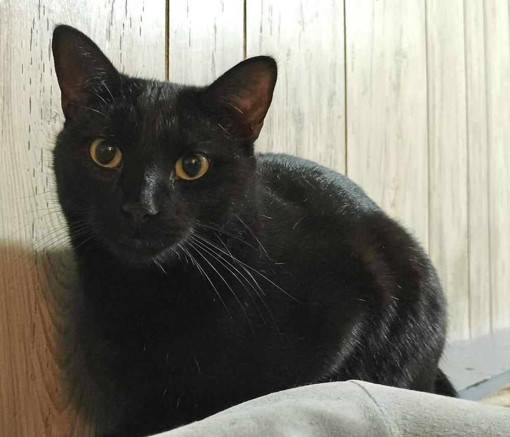 Enlarge Remy, a Adoptable Domestic Short Hair in Patchogue, NY image 3/6