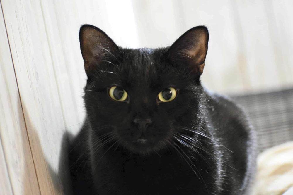 Enlarge Remy, a Adoptable Domestic Short Hair in Patchogue, NY image 4/6