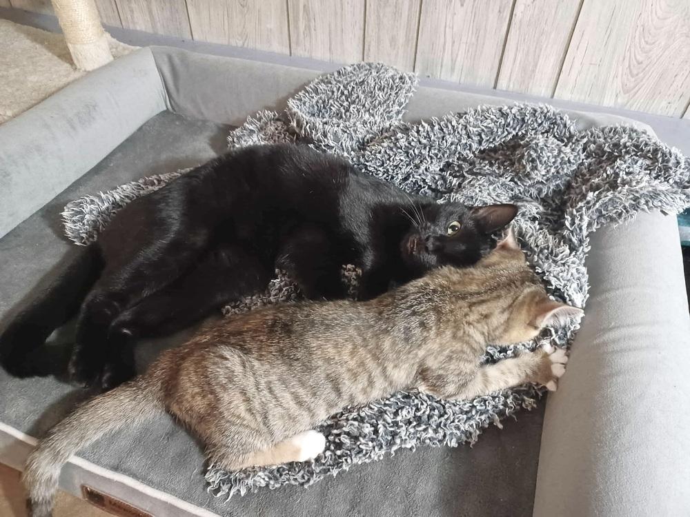 Enlarge Remy, a Adoptable Domestic Short Hair in Patchogue, NY image 5/6