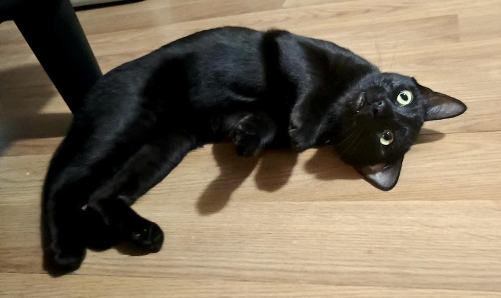 Enlarge Remy, a Adoptable Domestic Short Hair in Patchogue, NY image 6/6