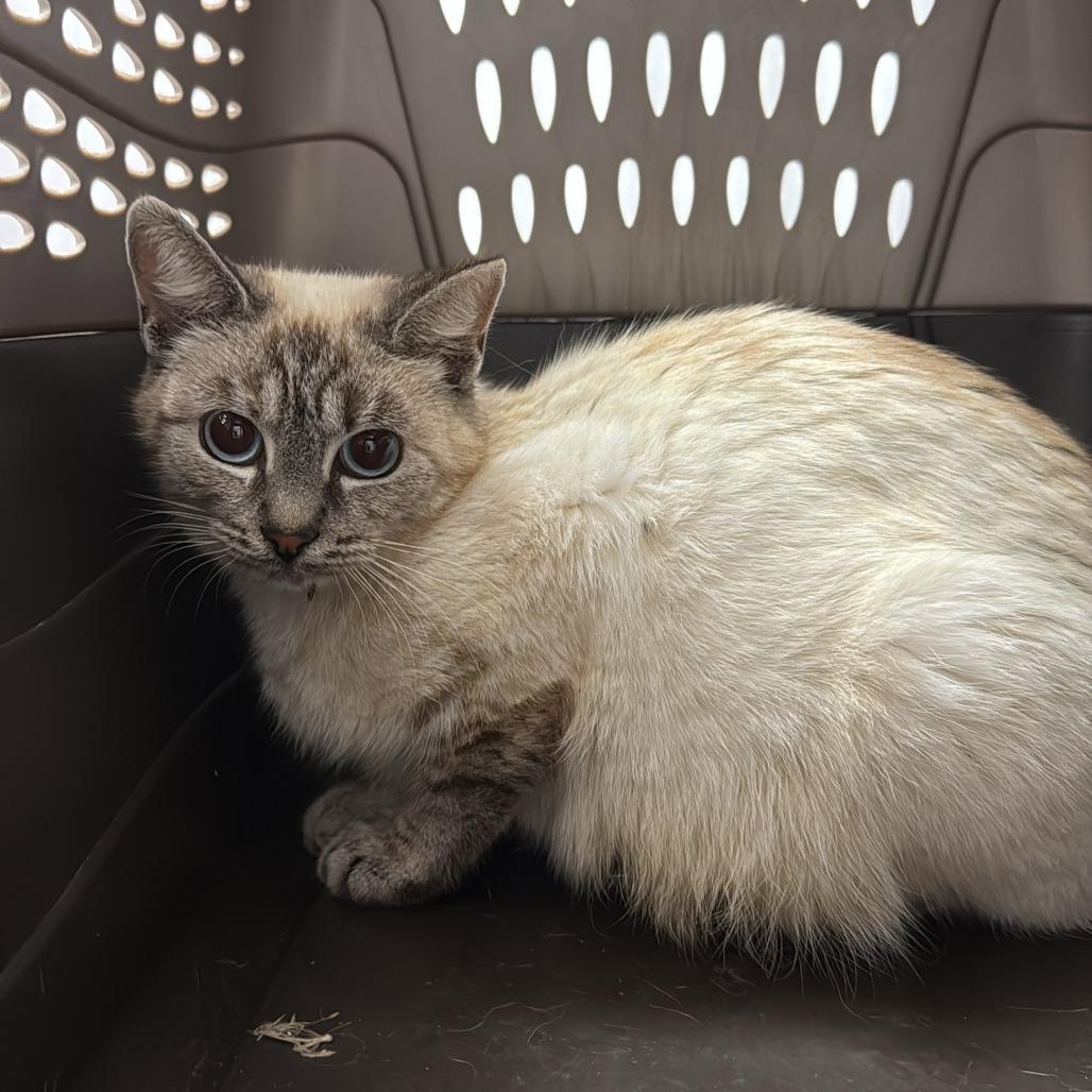 Enlarge Meredith, a Adoptable Domestic Short Hair in Meadow Lake, SK image 1/1