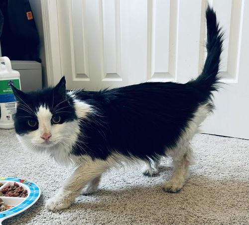 Lana, ADOPTABLE, Senior Female Domestic Short Hair.