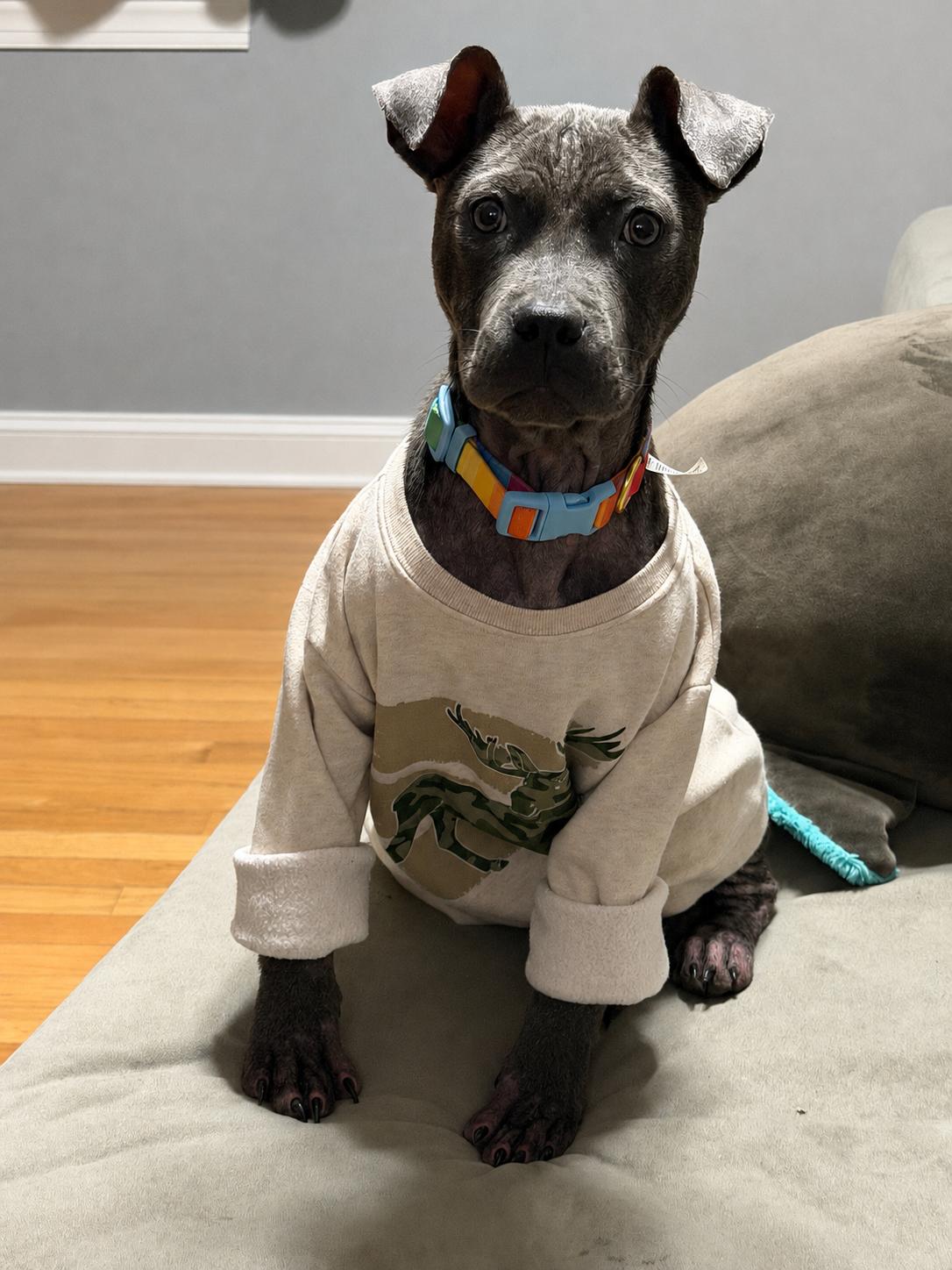 Betty Boop, Adopted, Puppy Female Pit Bull Terrier.