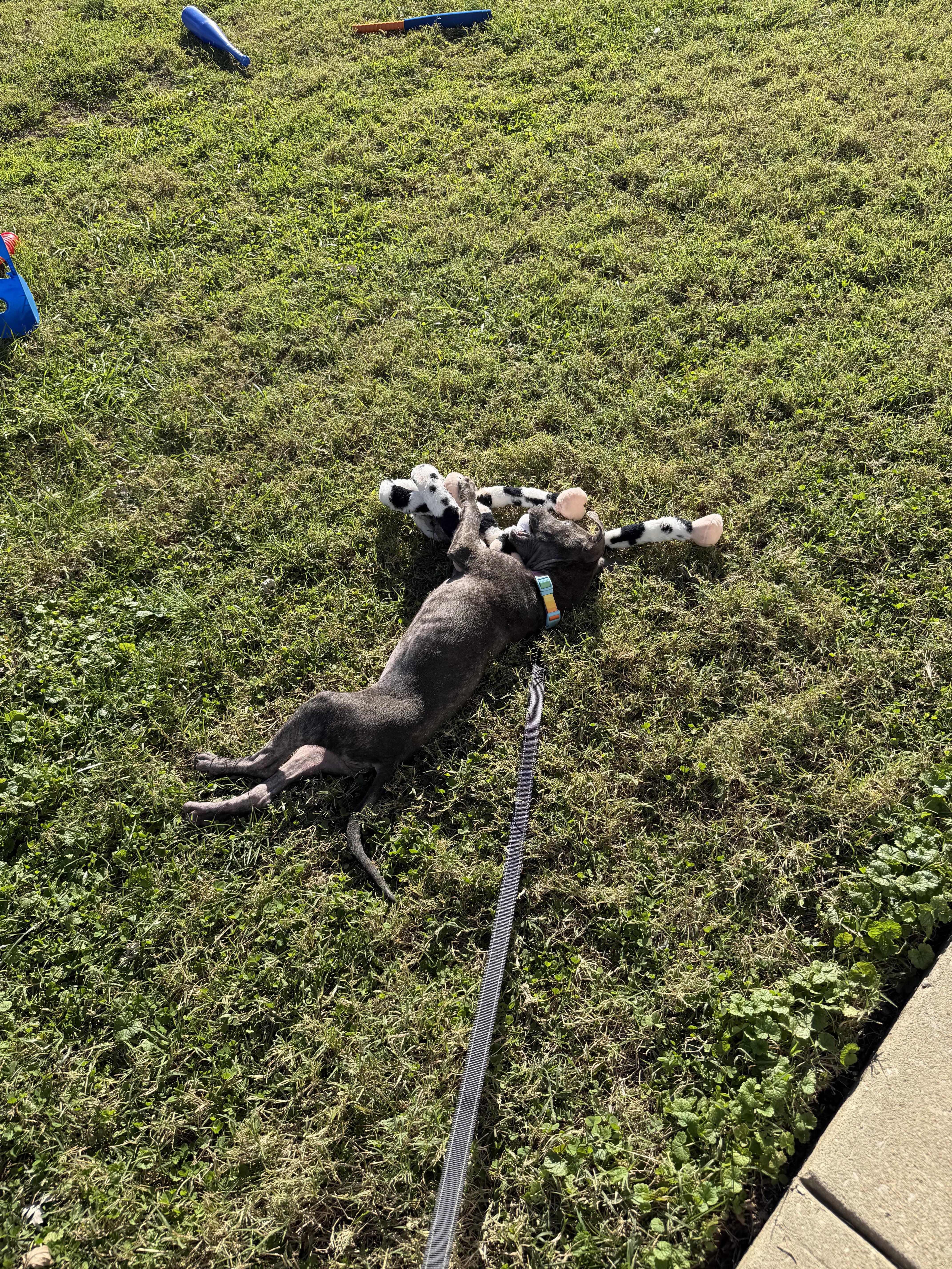 Enlarge Betty Boop, a Adopted Pit Bull Terrier in Rocky Point, NY image 3/4