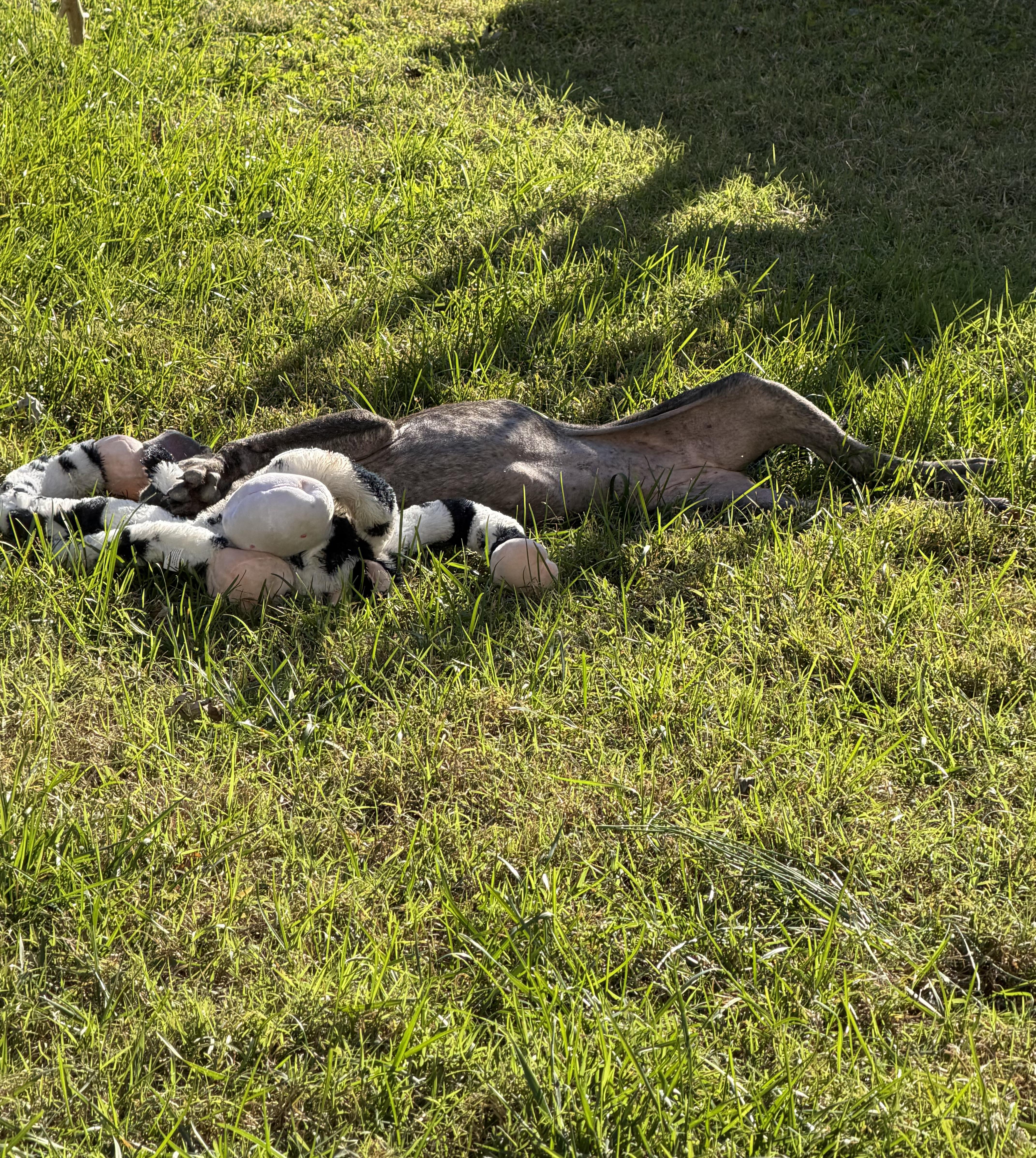 Enlarge Betty Boop, a Adopted Pit Bull Terrier in Rocky Point, NY image 4/4