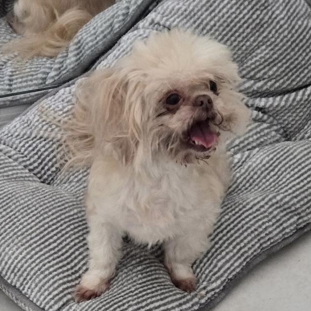 Enlarge Amy, a ADOPTABLE Shih Tzu in Sarasota, FL image 2/4