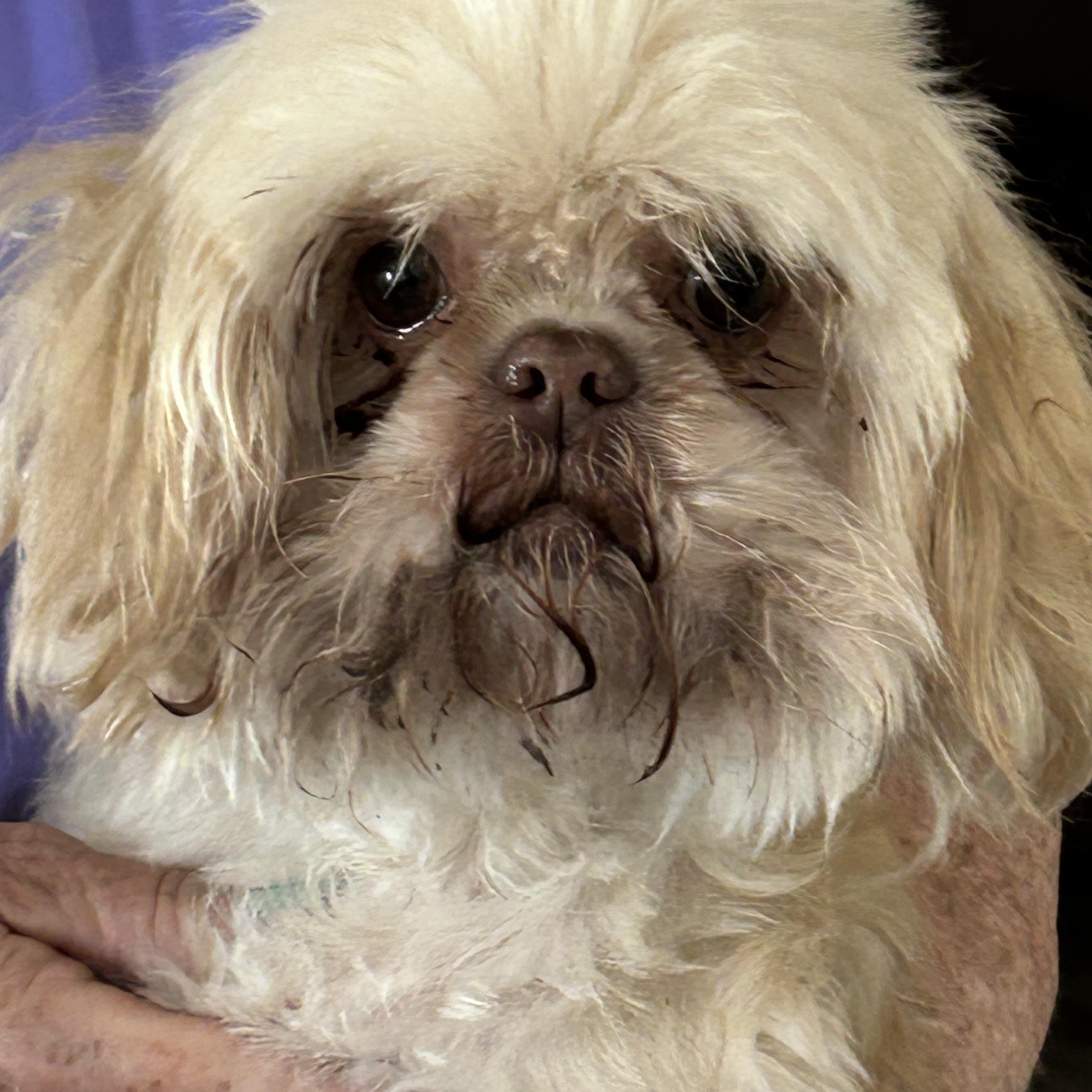 Amy, ADOPTABLE, Adult Female Shih Tzu.