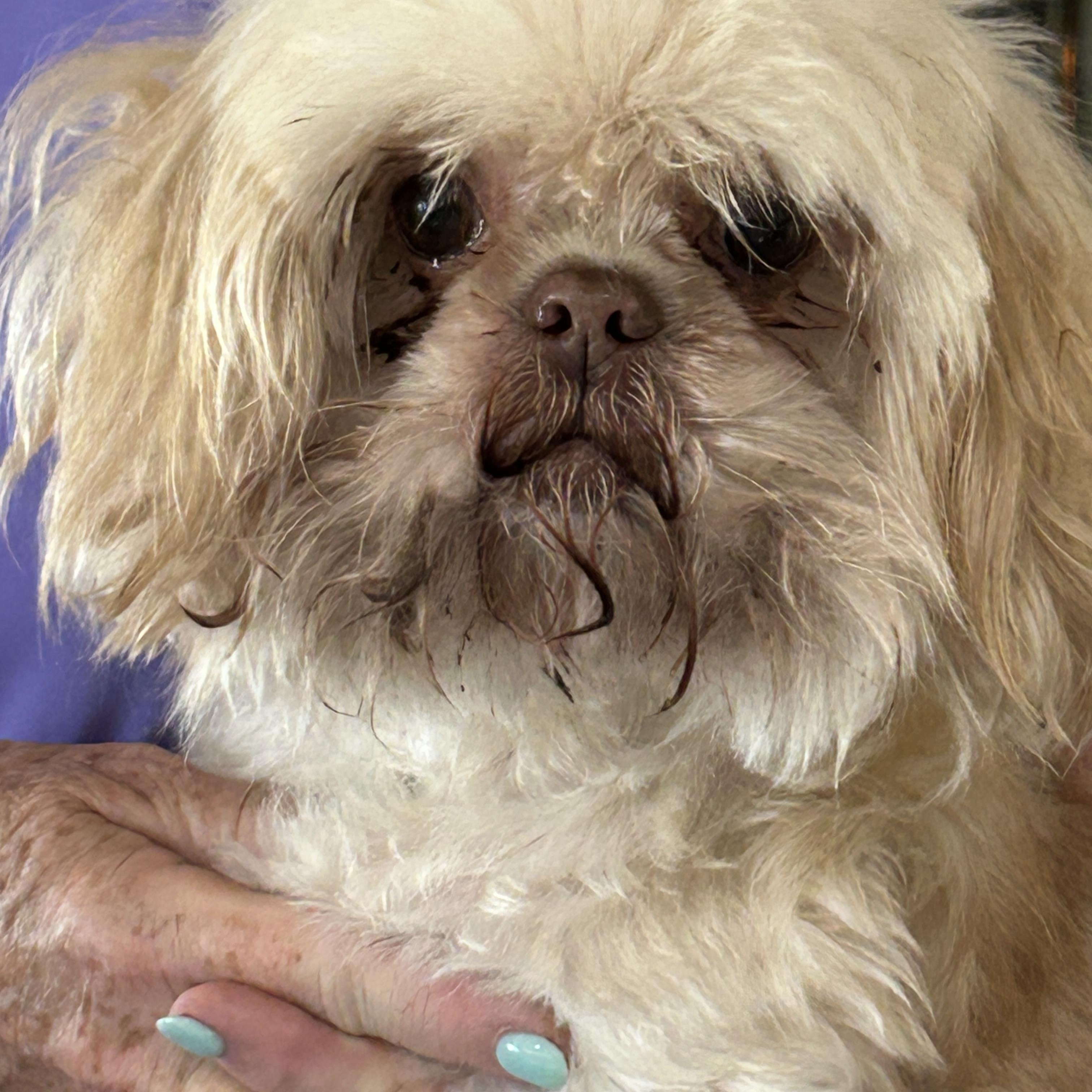 Enlarge Amy, a ADOPTABLE Shih Tzu in Sarasota, FL image 3/4