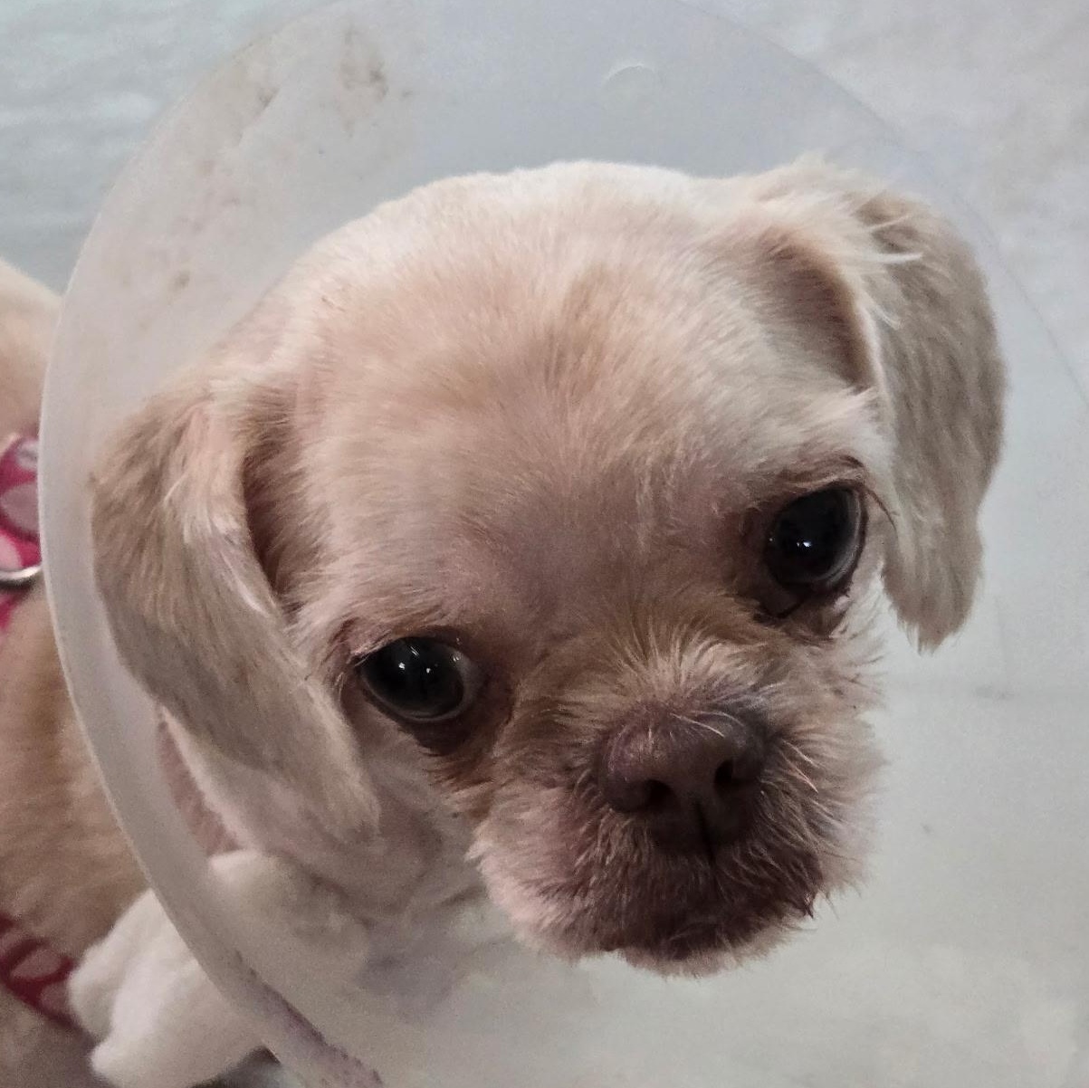 Amy, adopted, Adult Female Shih Tzu.