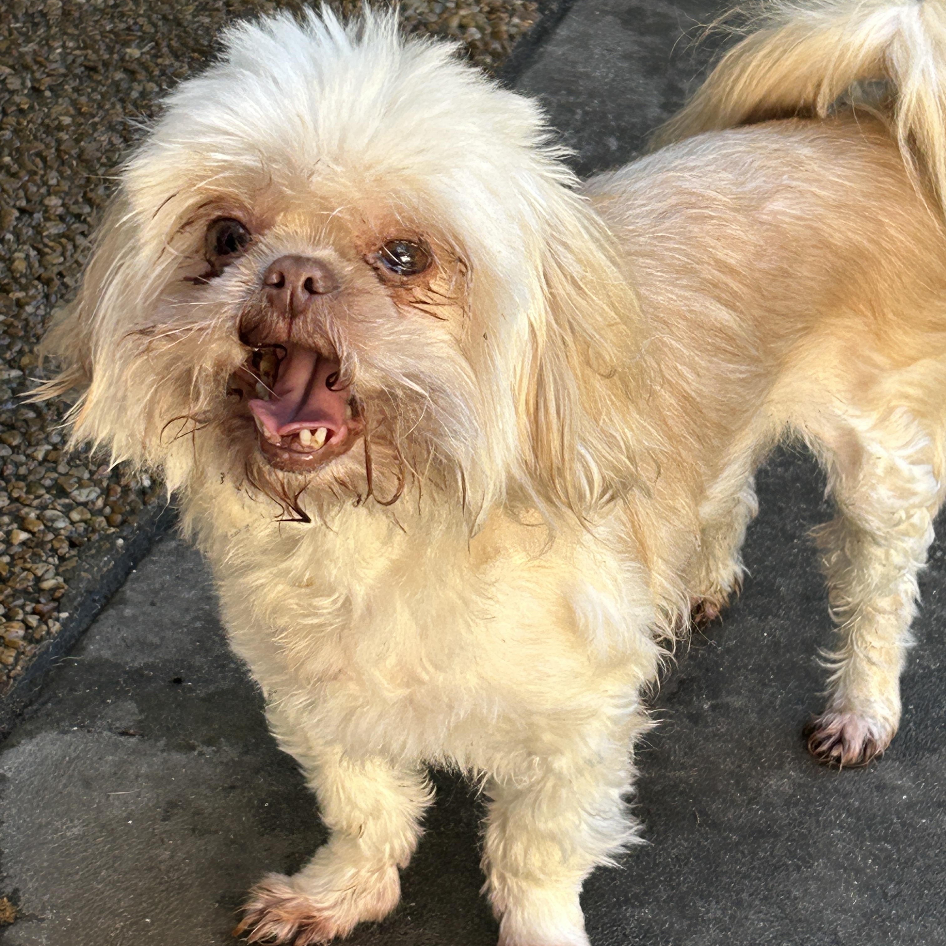 Enlarge Amy, a ADOPTABLE Shih Tzu in Sarasota, FL image 4/4