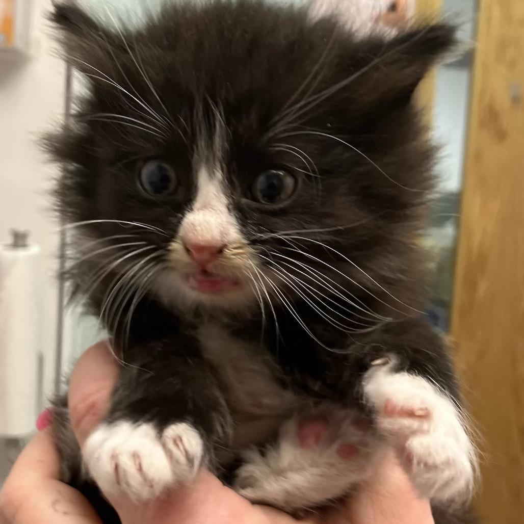 Enlarge Aflac (Mayhem), a Adoptable Domestic Long Hair in Commerce City, CO image 2/4