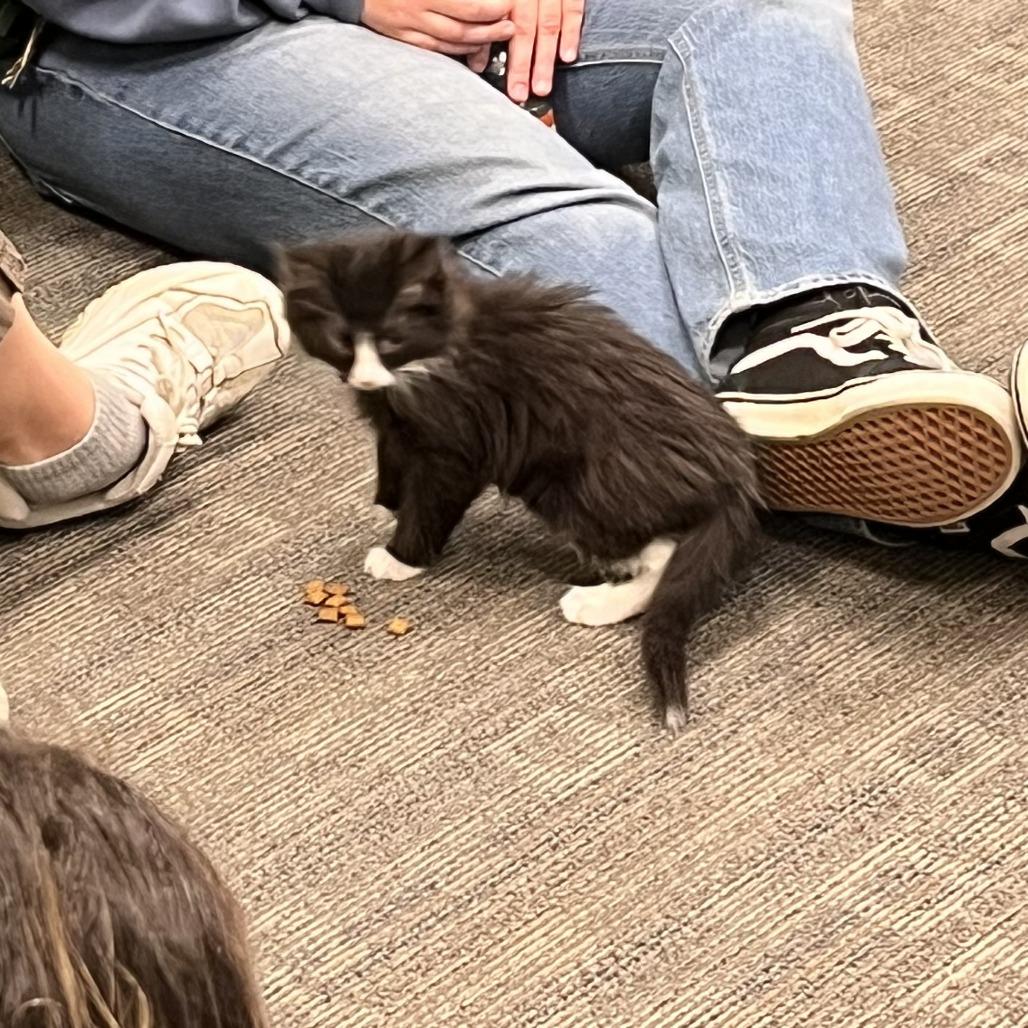 Enlarge Aflac (Mayhem), a Adoptable Domestic Long Hair in Commerce City, CO image 4/4