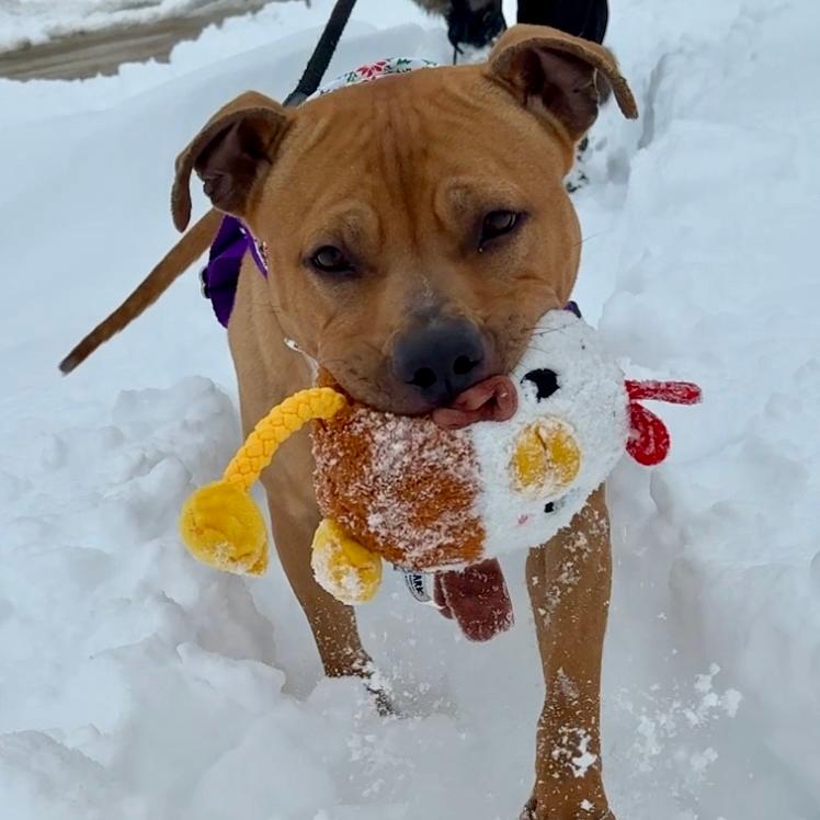 Enlarge Shawny, a Adoptable Mixed Breed in Waukesha, WI image 1/2