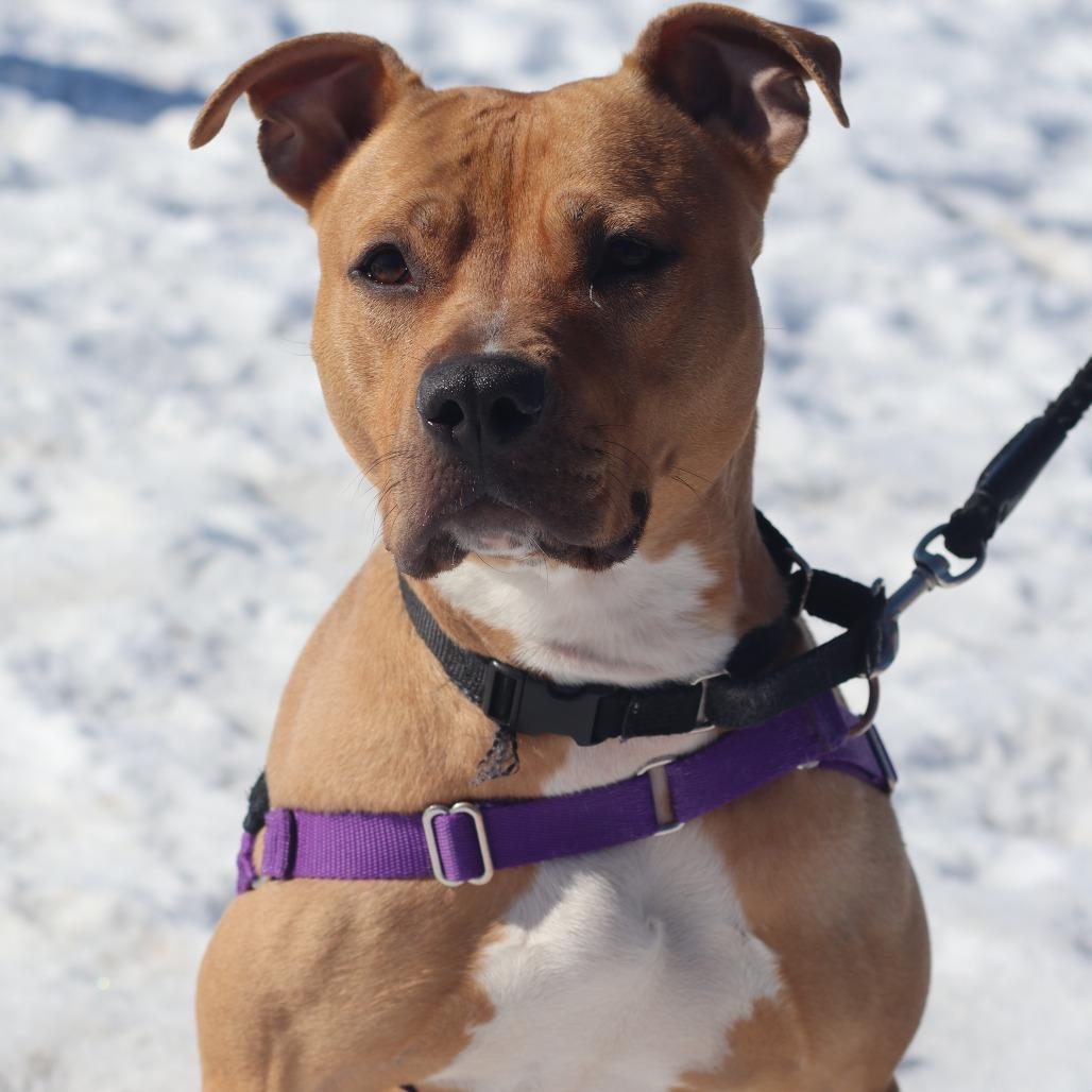 Enlarge Shawny, a Adoptable Mixed Breed in Waukesha, WI image 1/6