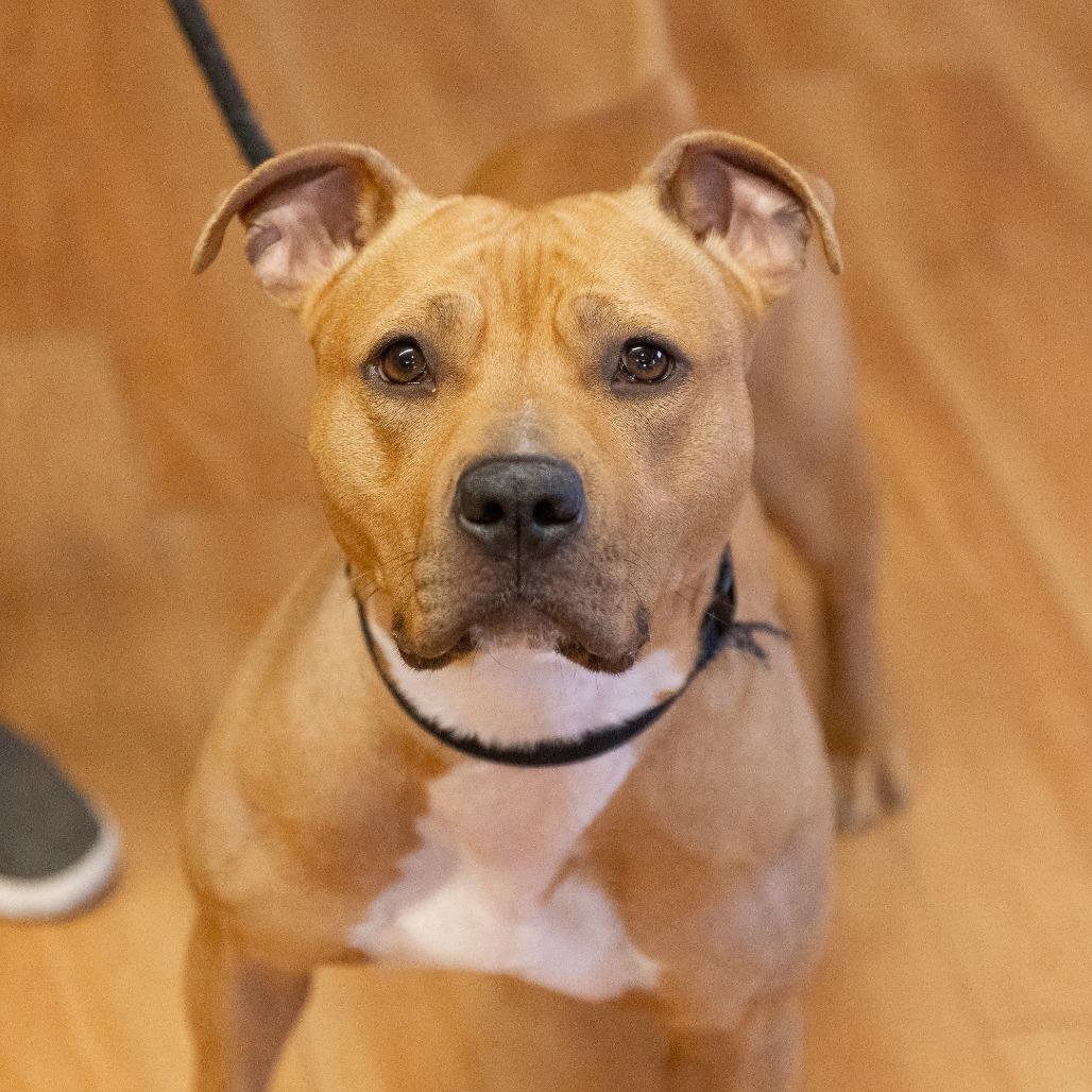 Enlarge Shawny, a Adoptable Mixed Breed in Waukesha, WI image 2/6