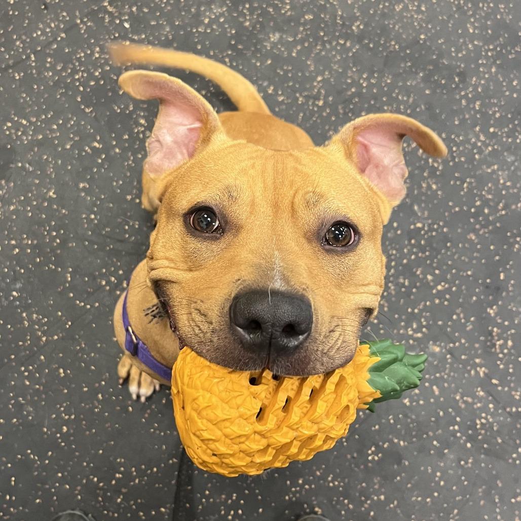 Enlarge Shawny, a Adoptable Mixed Breed in Waukesha, WI image 3/6