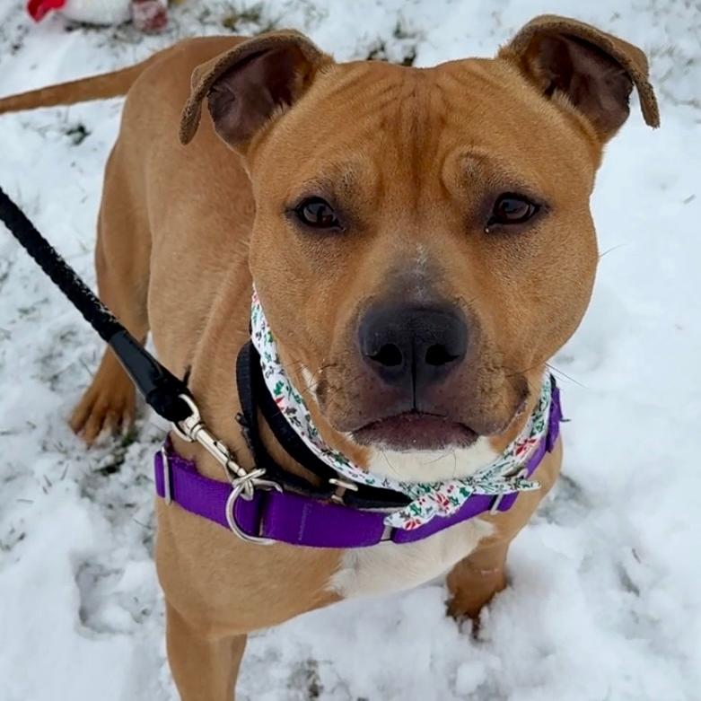 Enlarge Shawny, a Adoptable Mixed Breed in Waukesha, WI image 2/2