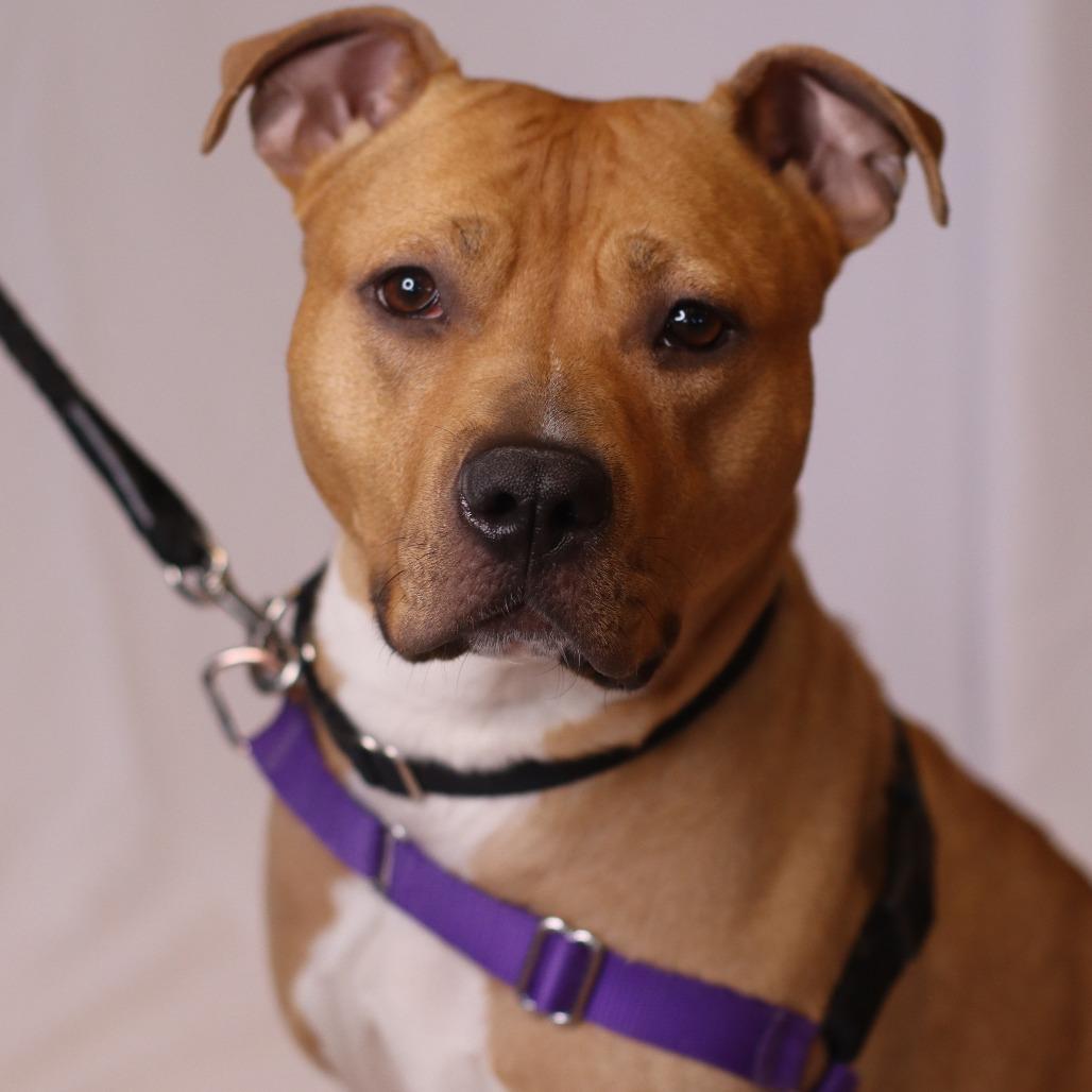 Enlarge Shawny, a Adoptable Mixed Breed in Waukesha, WI image 4/6