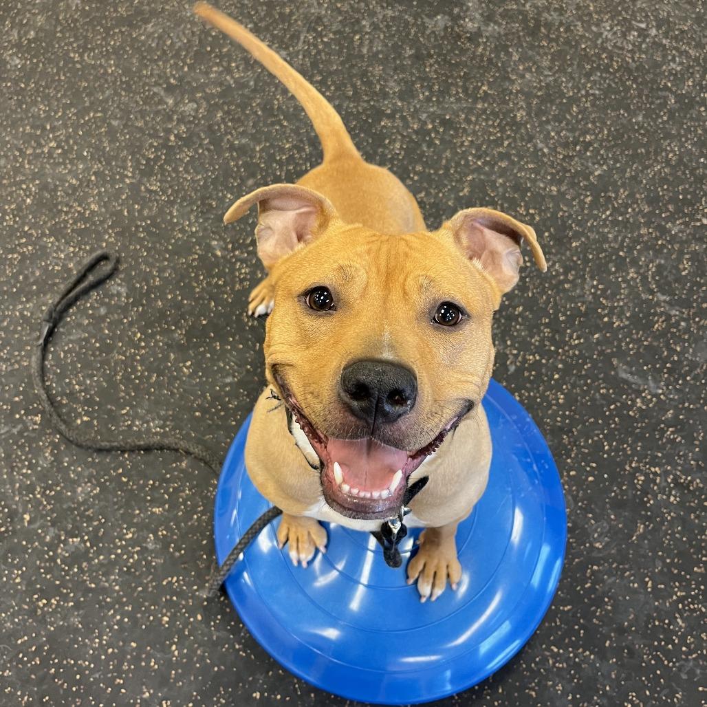 Enlarge Shawny, a Adoptable Mixed Breed in Waukesha, WI image 5/6