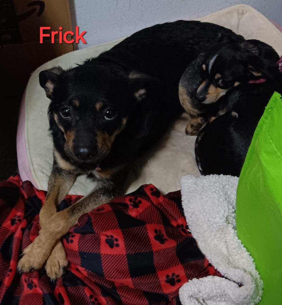 Enlarge Frack, a Adoptable mixed breed in Fort Lupton, CO image 1/1