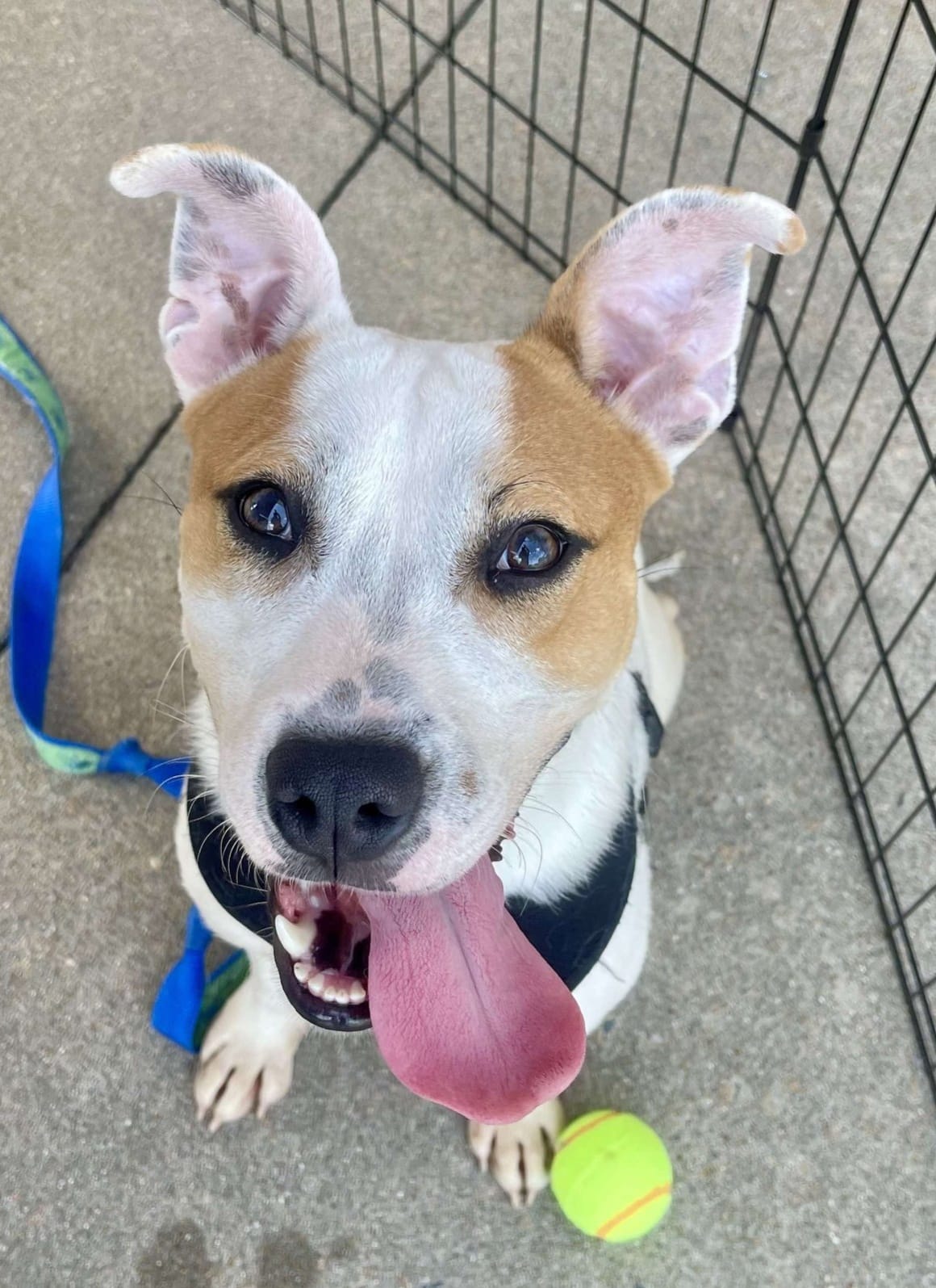 Beetlejuice, an adoptable Pit Bull Terrier in Ayden, NC, 28513 | Photo Image 5