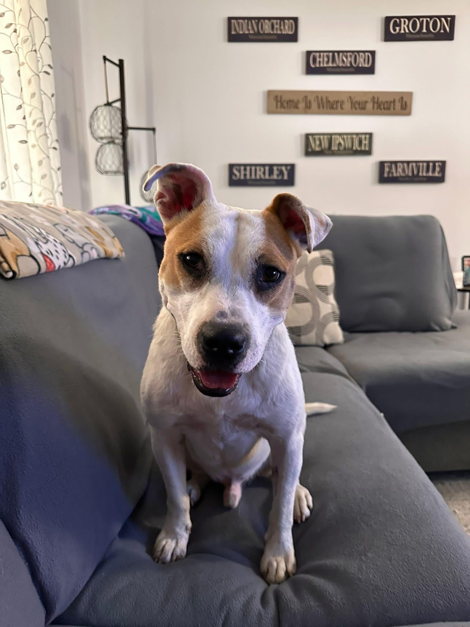 Beetlejuice, an adoptable Pit Bull Terrier in Ayden, NC, 28513 | Photo Image 1