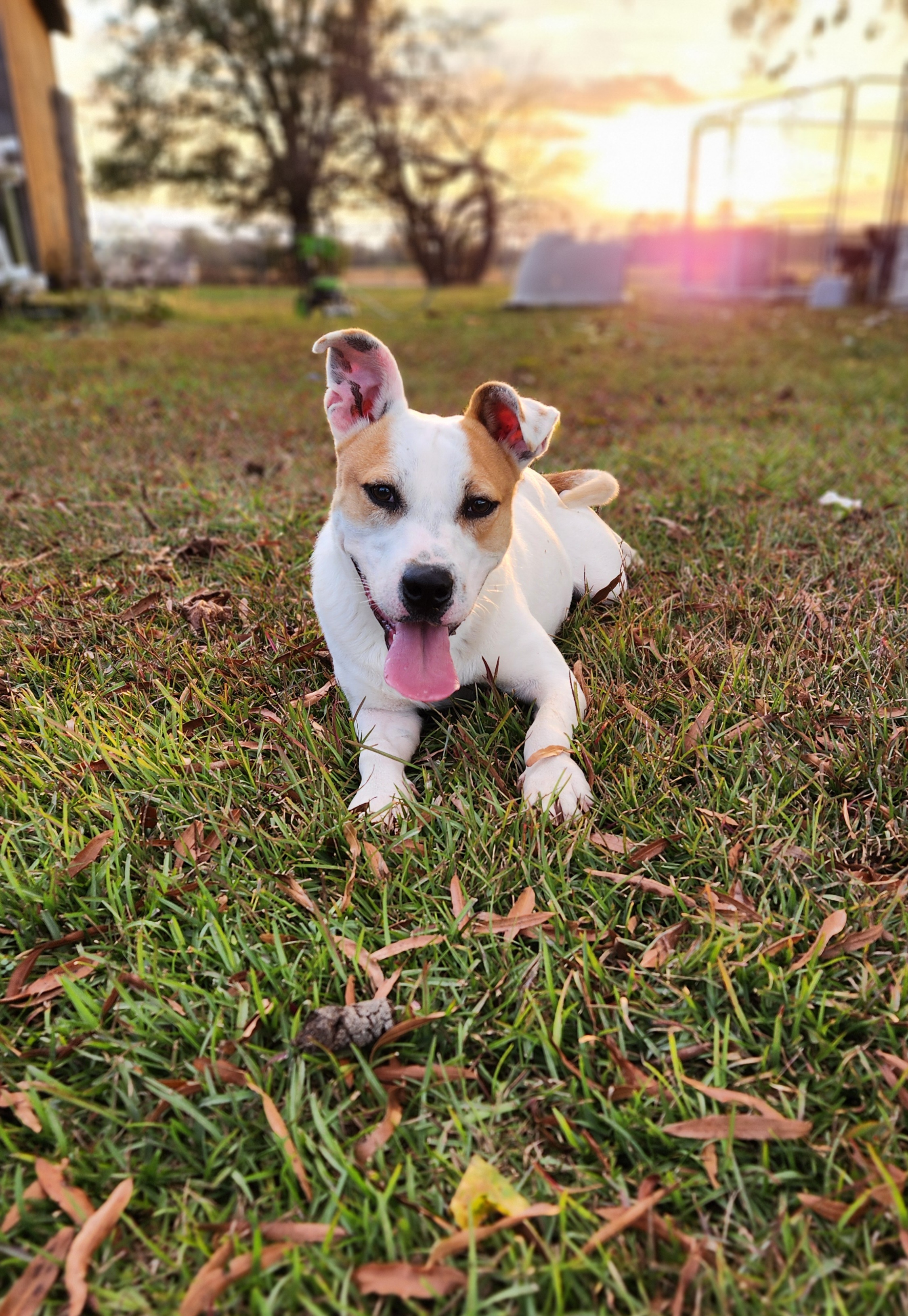 Beetlejuice, Young Male Pit Bull Terrier