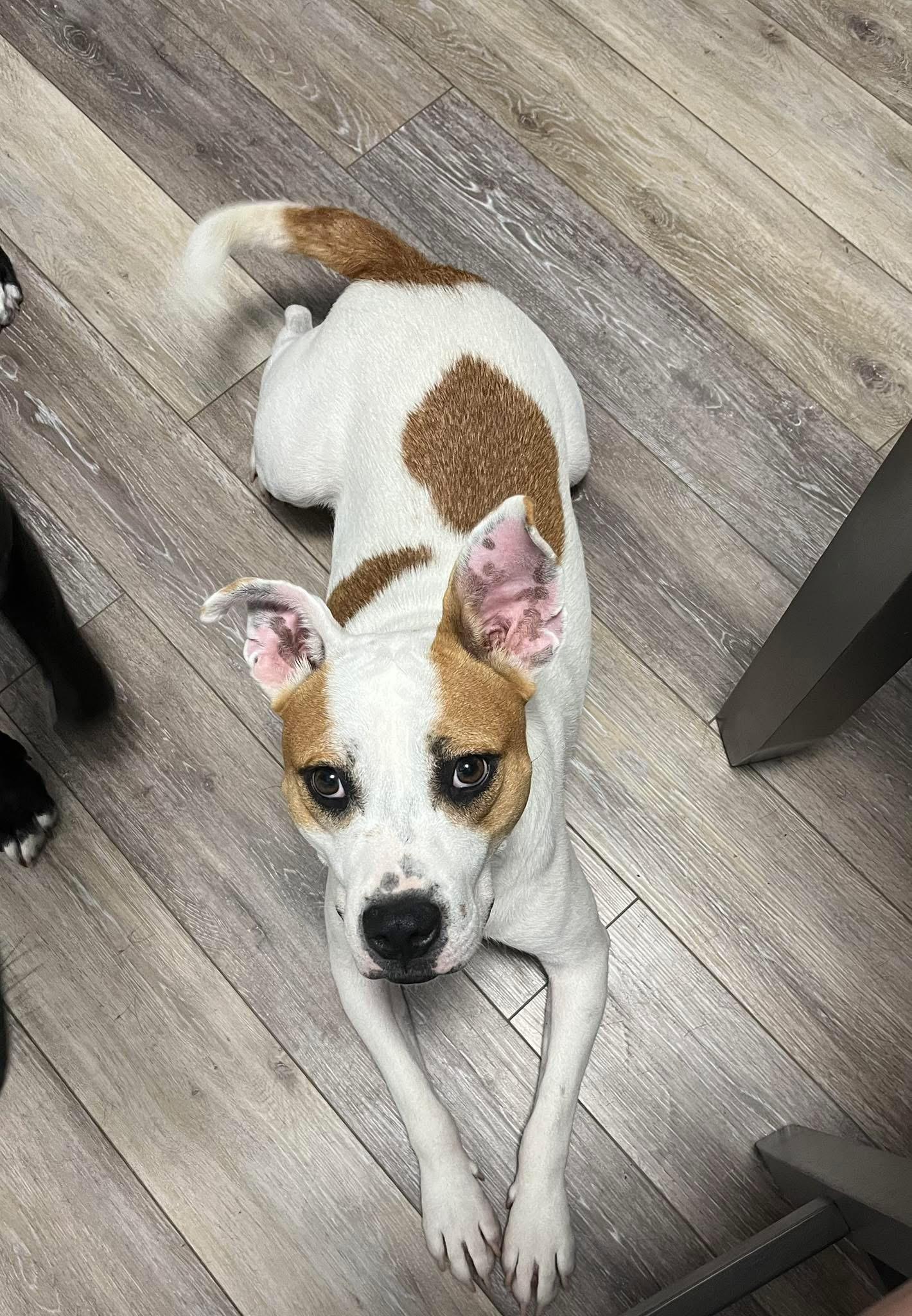 Beetlejuice, an adoptable Pit Bull Terrier in Ayden, NC, 28513 | Photo Image 6