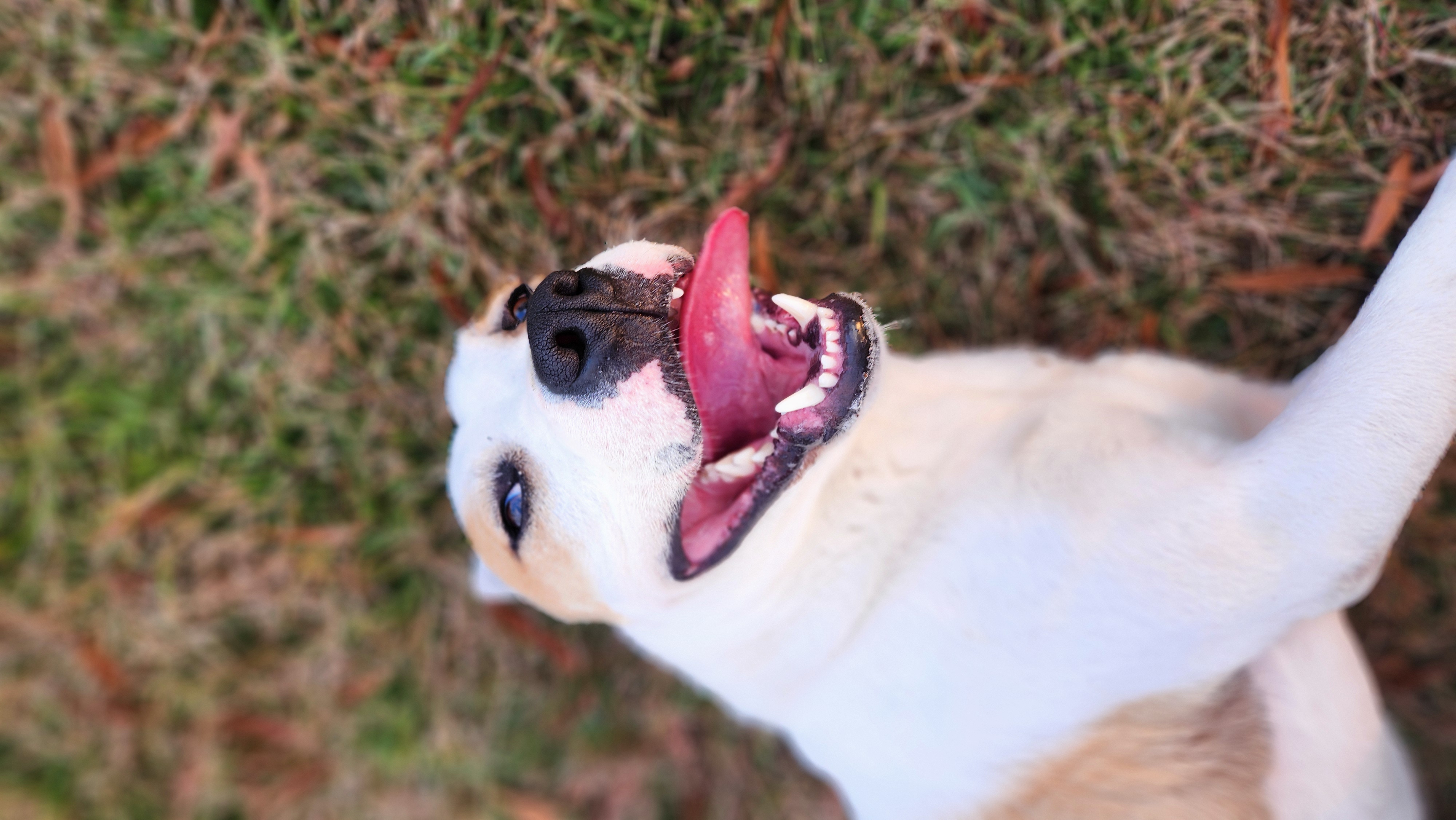 Beetlejuice, an adoptable Pit Bull Terrier in Ayden, NC, 28513 | Photo Image 4
