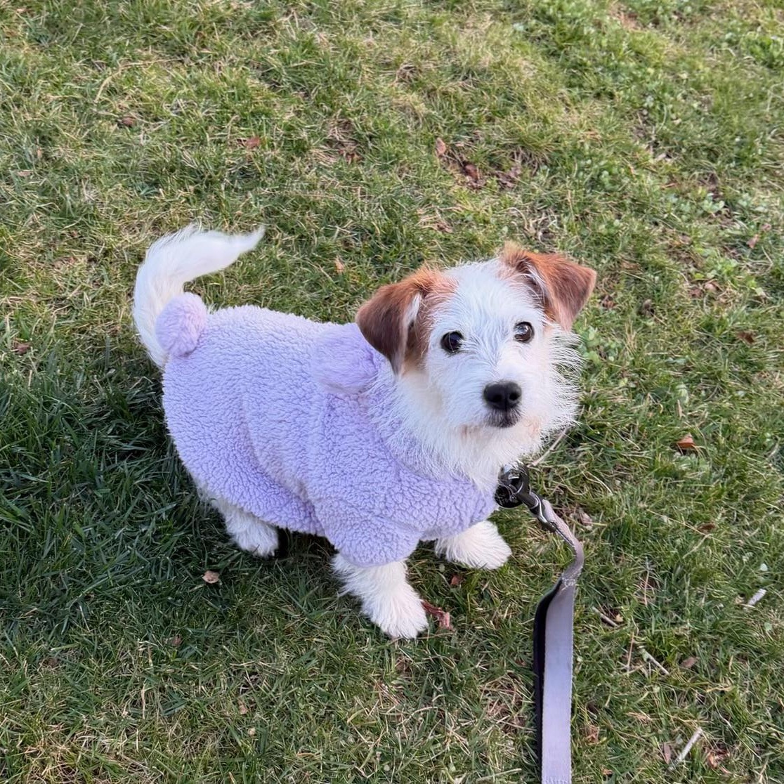 Enlarge Penny, an adopted mixed breed in Sandy Springs, GA image 6/6