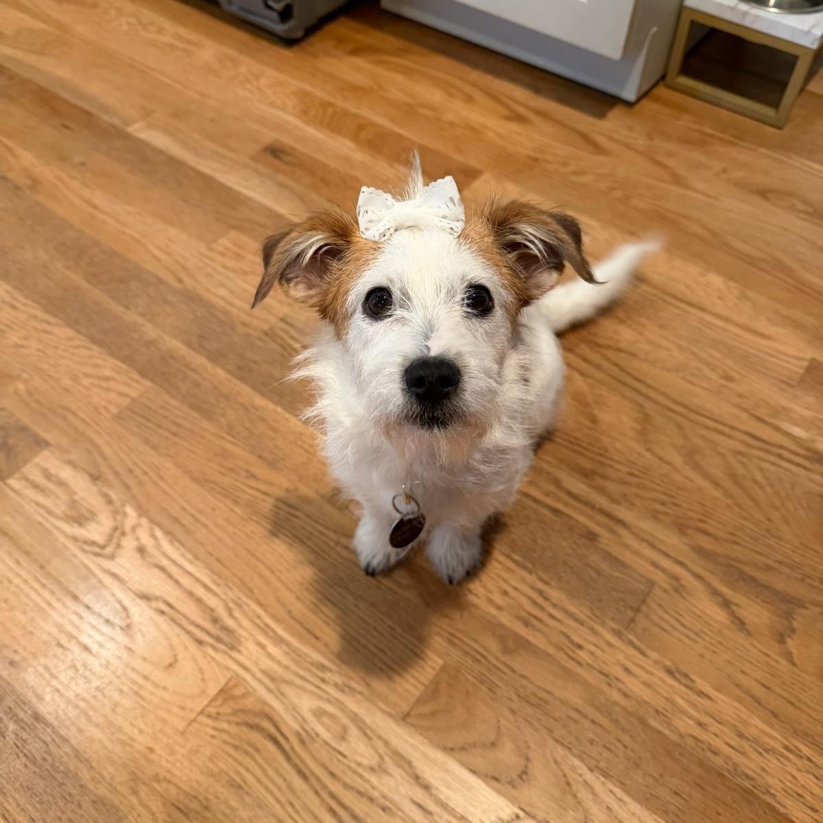 Enlarge Penny, an adopted mixed breed in Sandy Springs, GA image 3/6