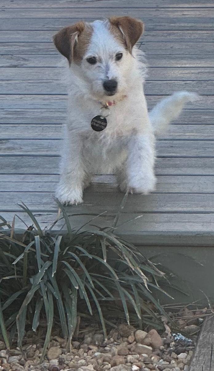 Enlarge Penny, an adopted mixed breed in Sandy Springs, GA image 2/6