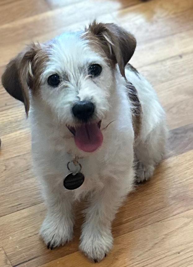 Enlarge Penny, an adopted mixed breed in Sandy Springs, GA image 4/6