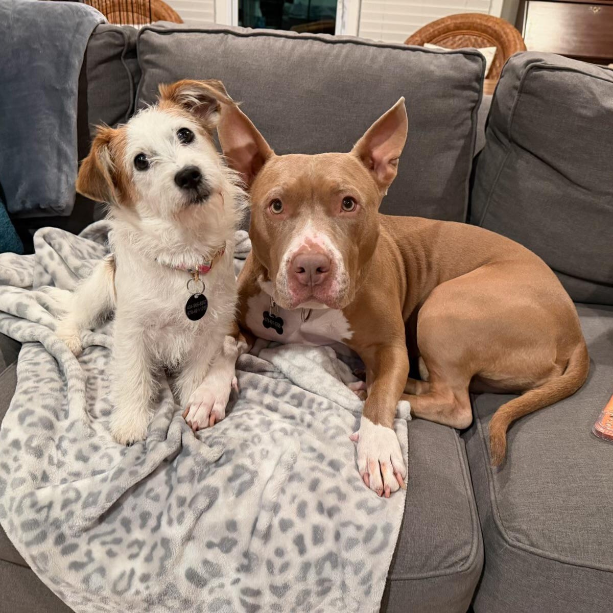 Enlarge Penny, an adopted mixed breed in Sandy Springs, GA image 5/6