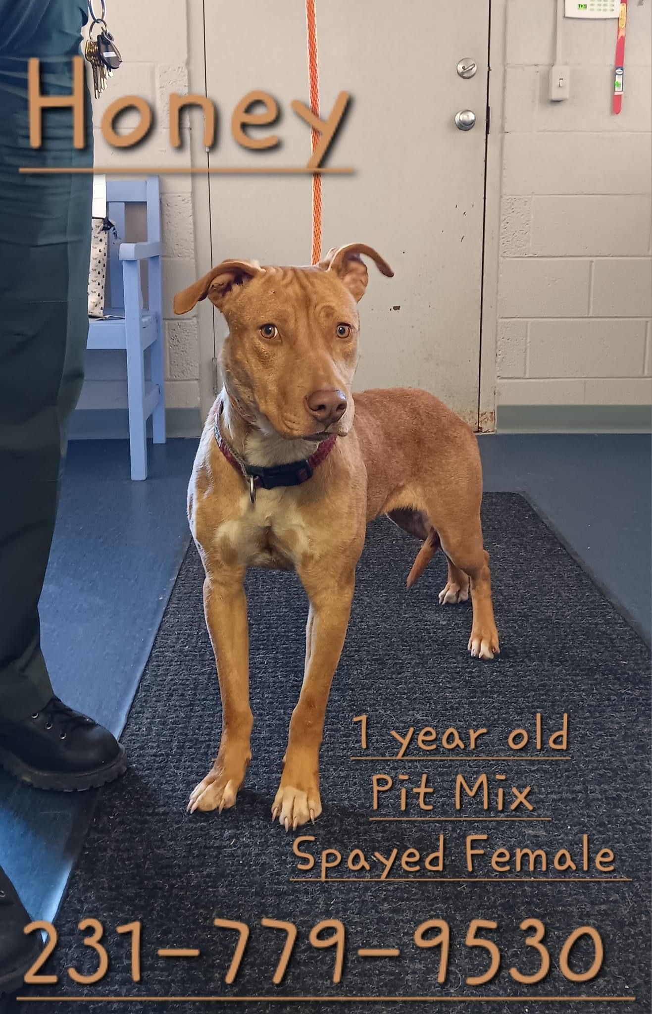 HONEY, an adopted Pit Bull Terrier in Cadillac, MI_image-1