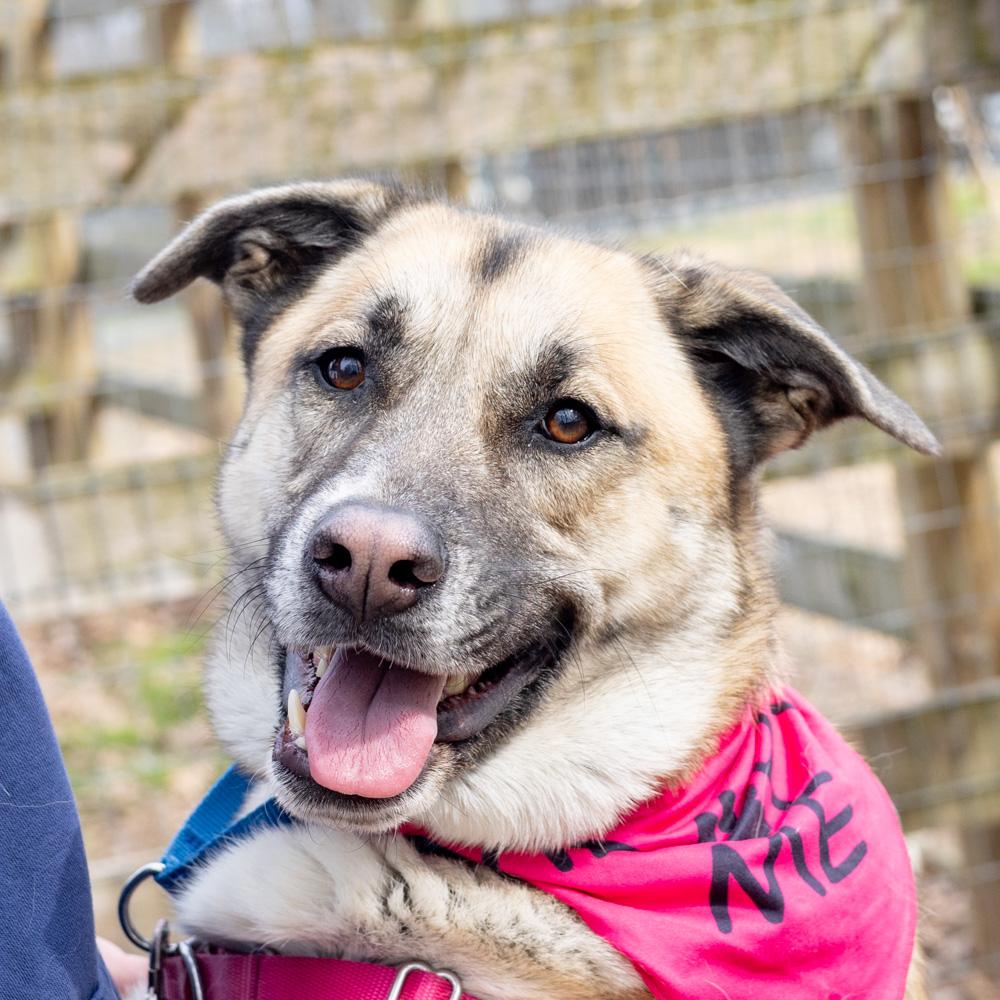 Enlarge Roo  (Female)   , a Adoptable mixed breed in West Grove, PA image 4/6