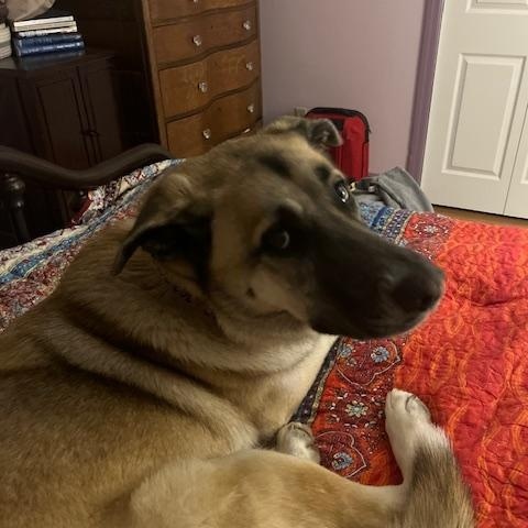 Enlarge Roo  (Female)   , a Adoptable mixed breed in West Grove, PA image 5/5