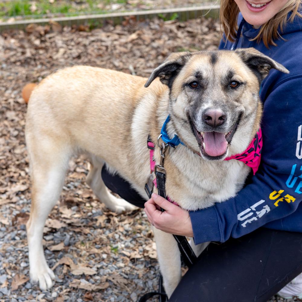 Enlarge Roo  (Female)   , a Adoptable mixed breed in West Grove, PA image 3/6
