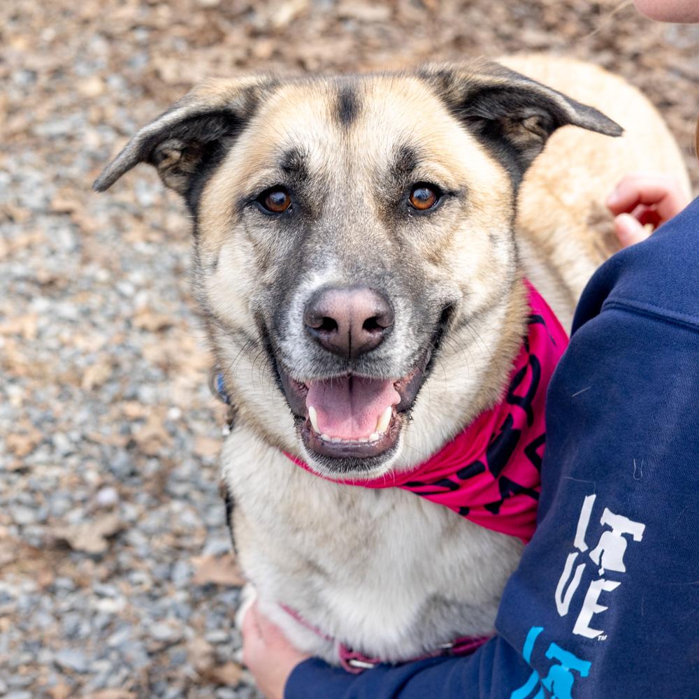 Enlarge Roo  (Female)   , a Adoptable mixed breed in West Grove, PA image 1/6