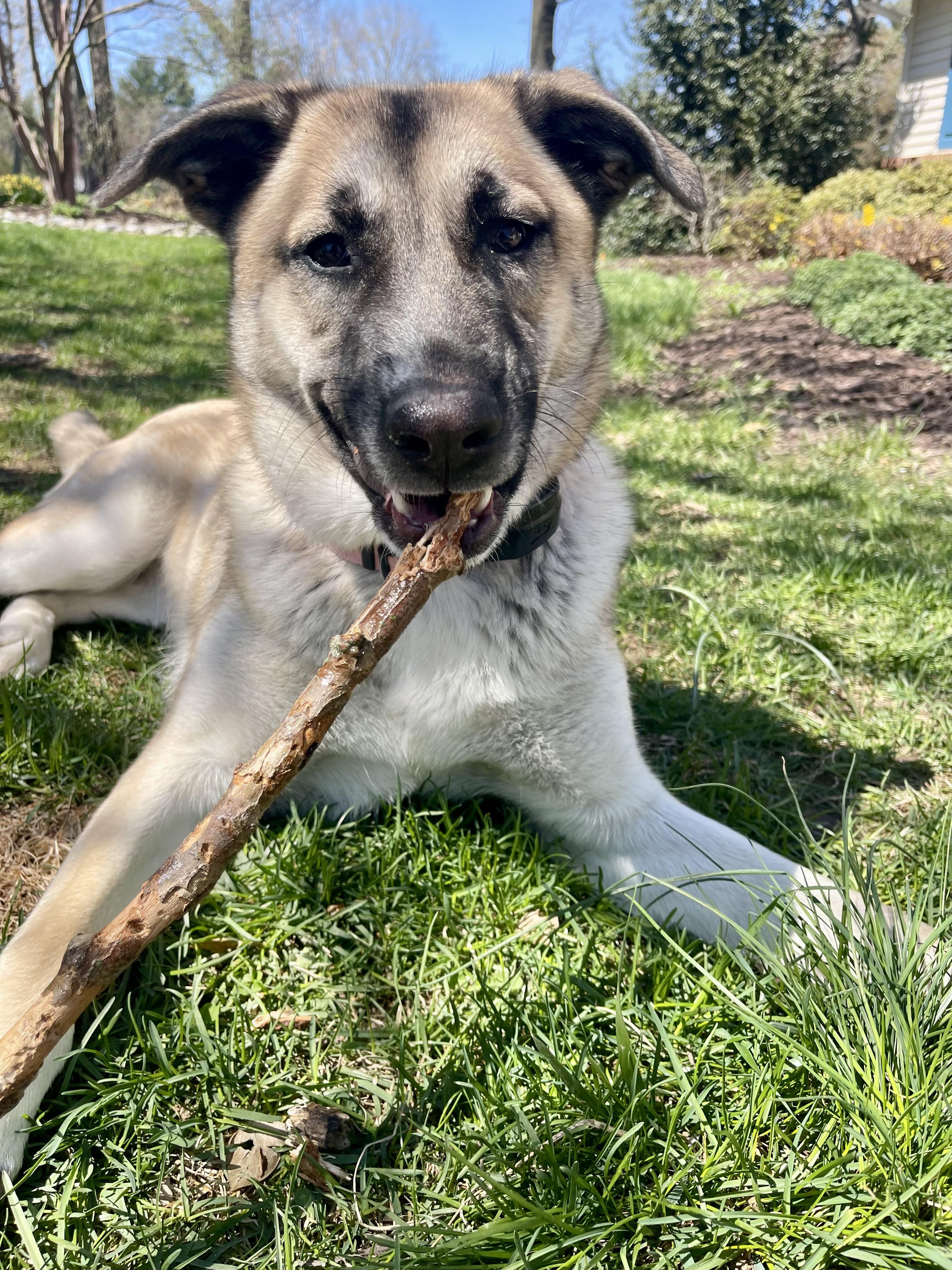 Enlarge Roo  (Female)   , a Adoptable mixed breed in West Grove, PA image 1/5
